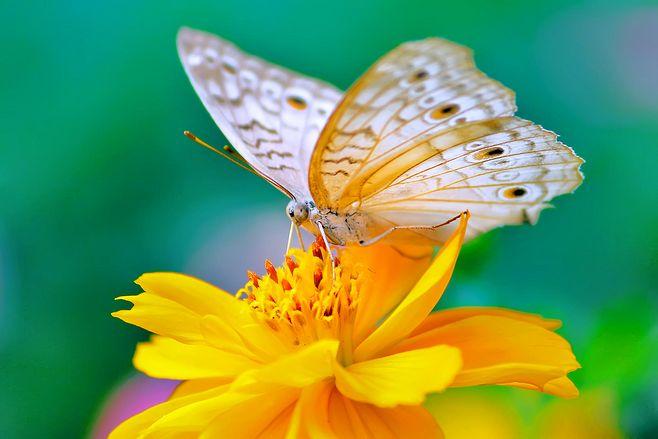 au888 casino không lồ không được hiệp hội chó thế giới công nhận